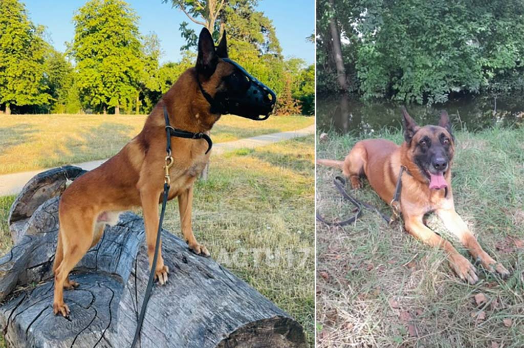 Paris : Lobo, chien policier, prend sa retraite et recherche sa nouvelle famille