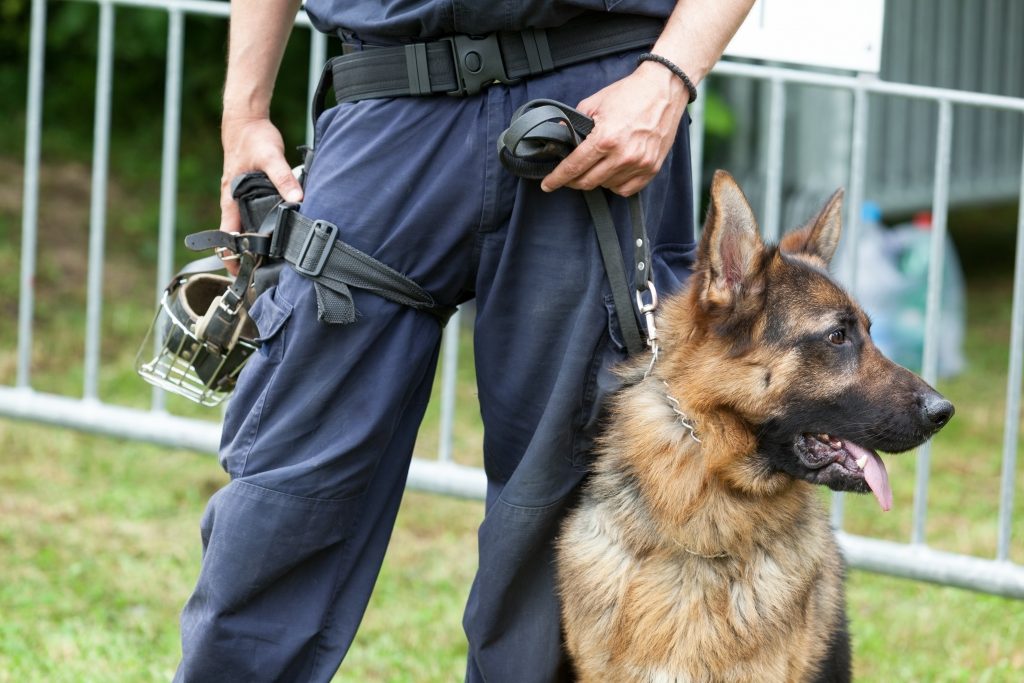 Loire-Atlantique : Il frappe un chien policier, lui arrache la muselière par erreur et se fait mordre