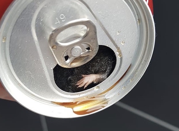 Seine-et-Marne : Il découvre une souris dans sa canette de Coca-Cola