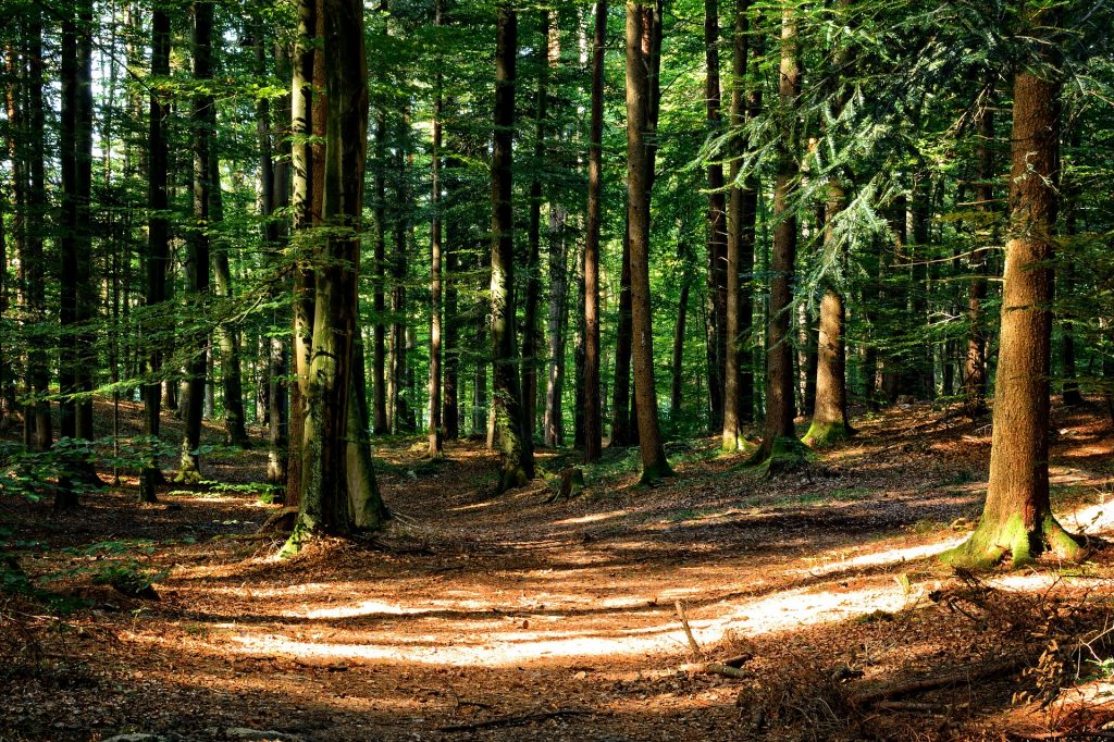 Bas-Rhin : Un détenu profite d’une promenade en forêt pour s’évader