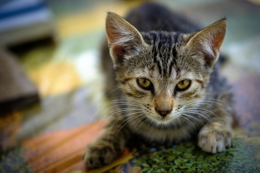 Bordeaux : 27 chats affamés découverts dans un appartement insalubre