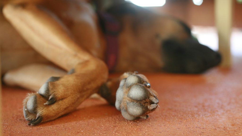 Moselle : Une chienne a passé 5 mois enfermée dans une cave au milieu de ses excréments