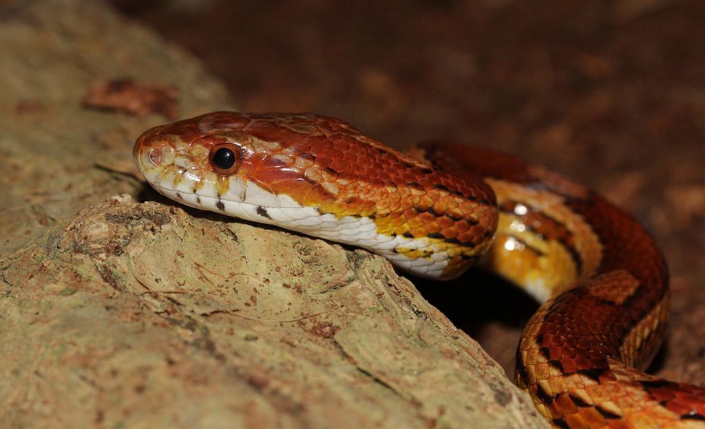 Hauts-de-Seine : Un serpent découvert en pleine rue à Asnières