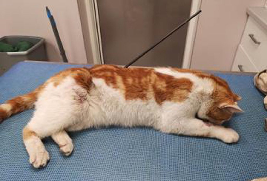 Isère : Un chat gravement blessé par une flèche plantée dans son dos, une plainte déposée