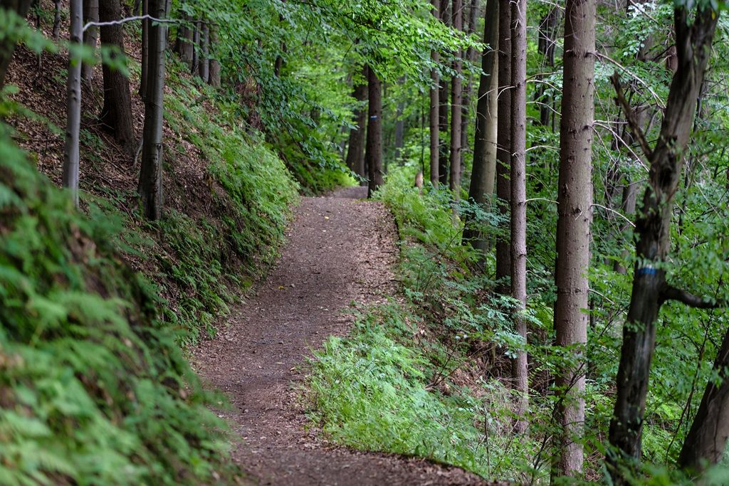 Moselle : Une joggeuse découvre un homme blessé de 10 coups de couteau en pleine forêt