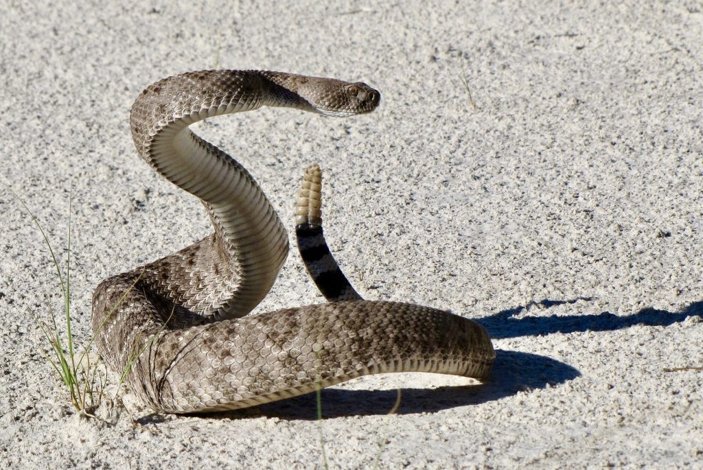 Seine-et-Marne : Un homme mordu par un serpent à sonnette au venin mortel