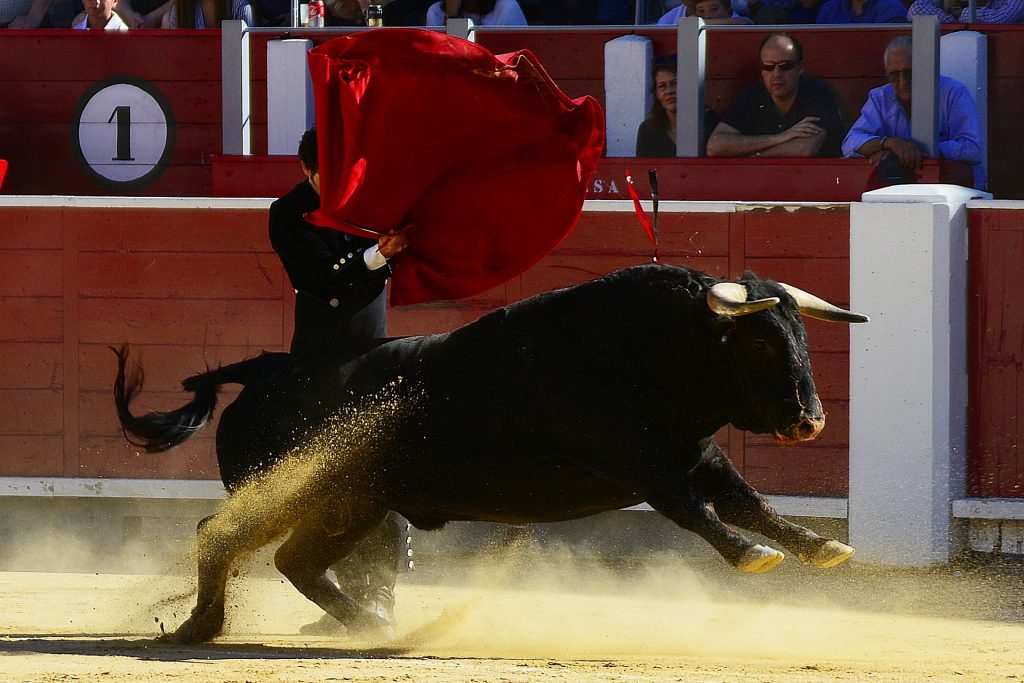 Espagne : Un taureau tue un jeune homme de 19 ans lors d’un spectacle