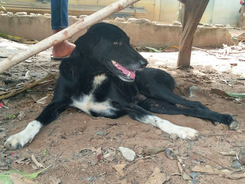 Thaïlande : Un chien sauve un nouveau-né enterré vivant par sa mère