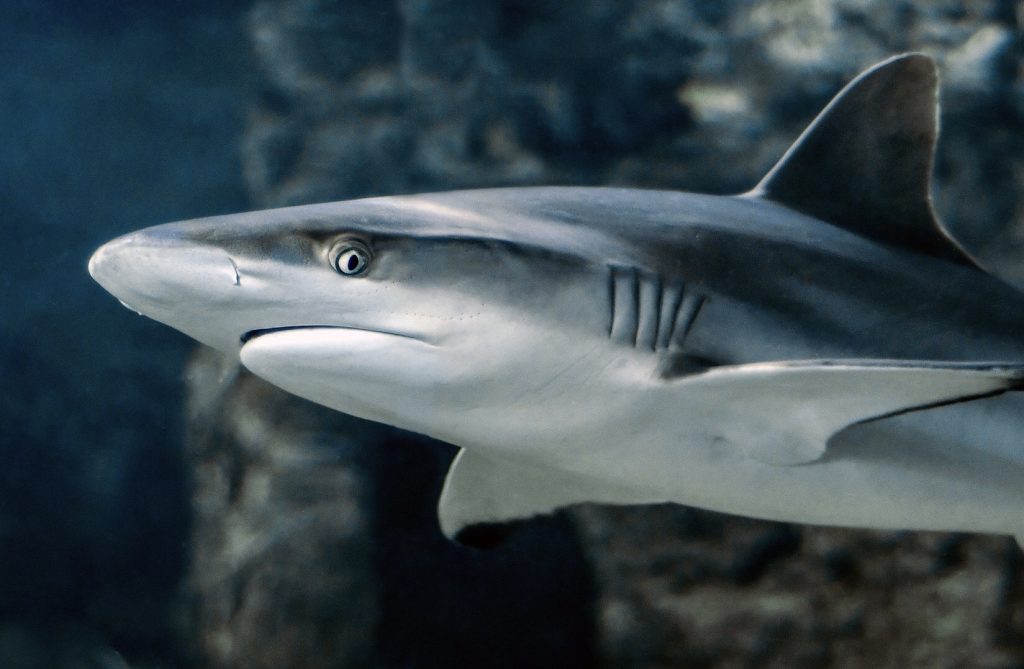 Nouvelle-Calédonie : Un requin arrache la jambe et une partie de l’abdomen d’un enfant