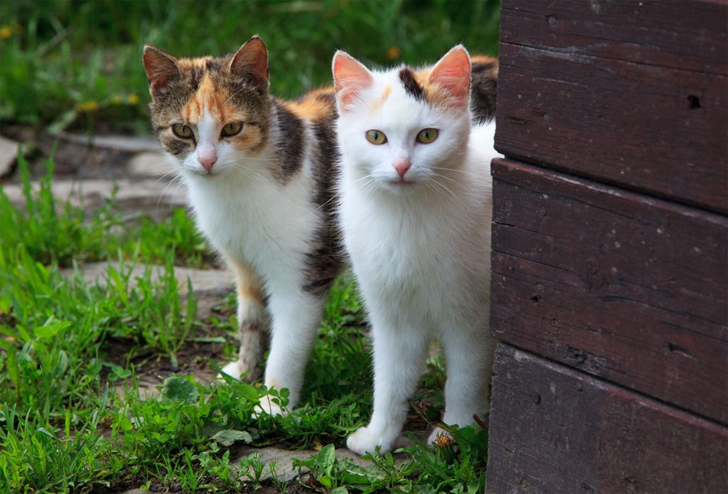 Pyrénées-Atlantiques : Une quinzaine de chats découverts dans un congélateur chez un locataire