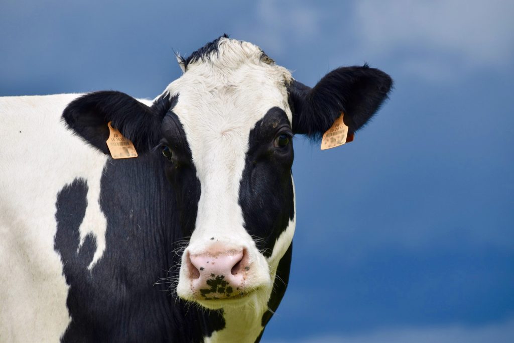 Oise : Une vache tuée d’un coup de hache et dépecée à même le pré par des malfrats