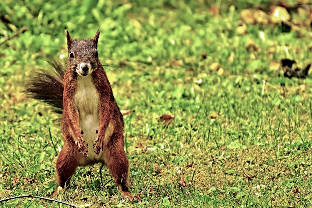 États-Unis : Il dopait son écureuil à la méthamphétamine pour en faire un animal d’attaque