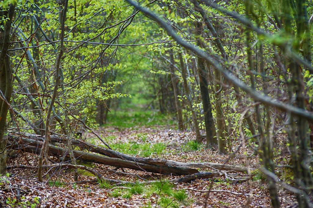 Aisne : Une femme enceinte retrouvée morte en forêt, tuée par des morsures de chiens