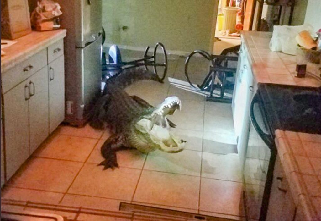 Floride : Elle découvre un alligator de plus de 3 mètres dans sa cuisine