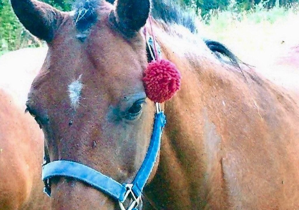 Manche : Un poney violé et torturé retrouvé sur un parking