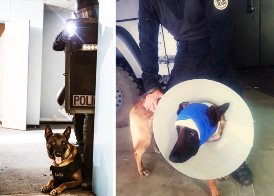 Marseille : «Cooper» le chien d’assaut du RAID grièvement blessé à coups de machette