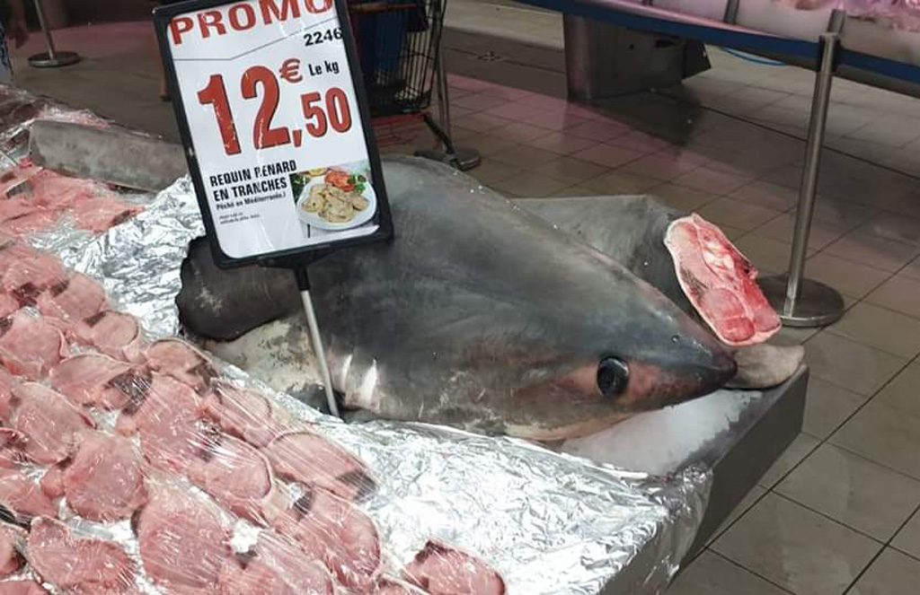 Argelès-sur-Mer : Du requin-renard, espèce protégée, vendu en promotion à Intermarché