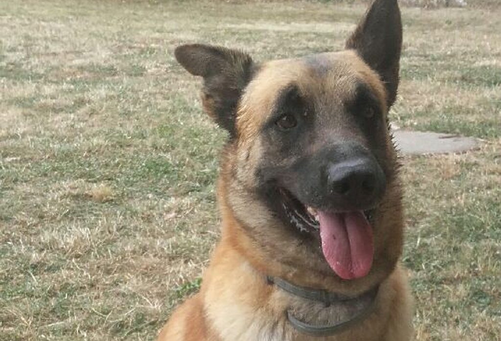 Eure-et-Loir : La police recherche une famille d'accueil pour Héros, un chien policier retraité