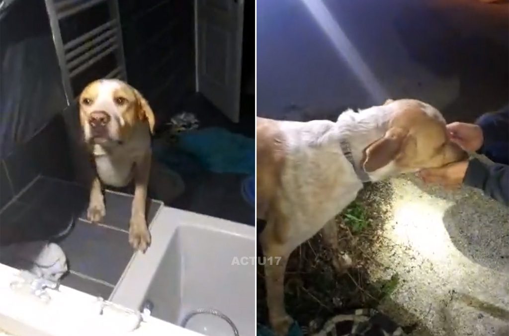 Seine-et-Marne : Un chien avait été abandonné dans un logement depuis une dizaine de jours