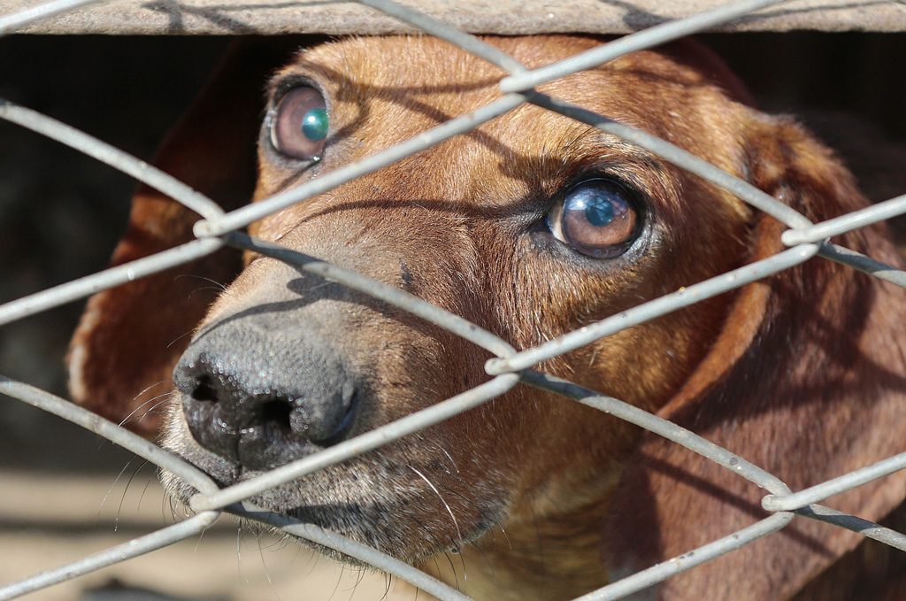 Ille-et-Vilaine : Les gendarmes découvrent 15 chiens morts dans le congélateur d'une maison