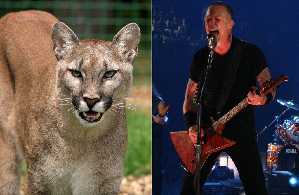 Canada : Elle tombe nez à nez avec un cougar et le fait fuir en utilisant une chanson de Metallica