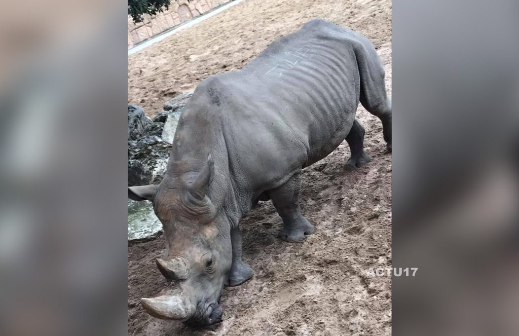 Royan : Des inscriptions découvertes sur le dos d'un rhinocéros au zoo de La Palmyre