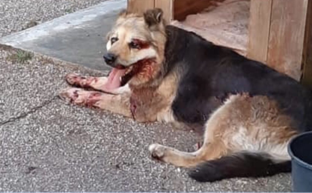 Haute-Saône : Il traîne sa chienne sur plusieurs centaines de mètres attachée à une camionnette