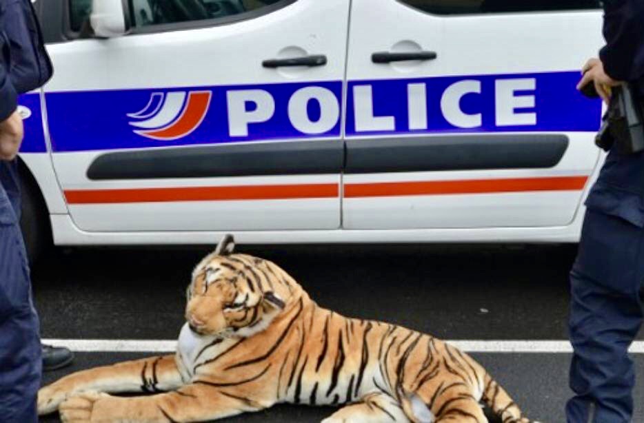 Le Mans : Un tigre en peluche provoque plusieurs interventions de la police