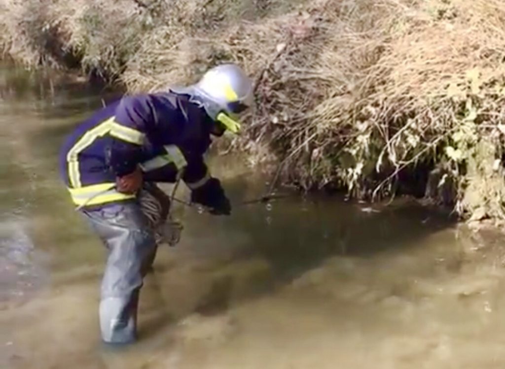 Haute-Garonne : Les pompiers capturent un caïman repéré par des riverains