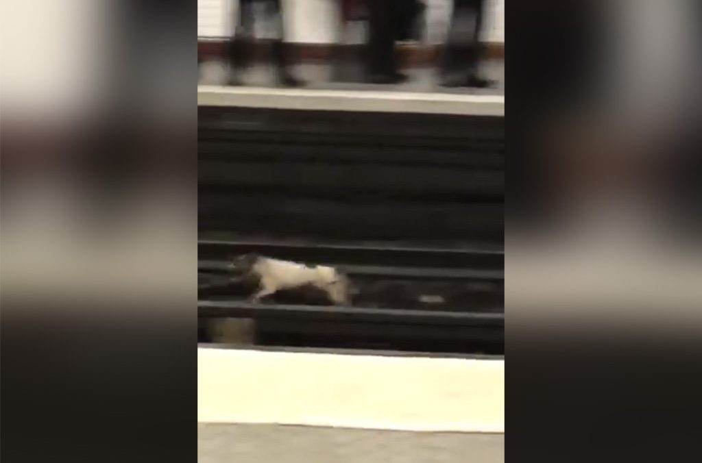 Paris : Quand un chien courant sur les voies perturbe la circulation du métro sur la ligne 13