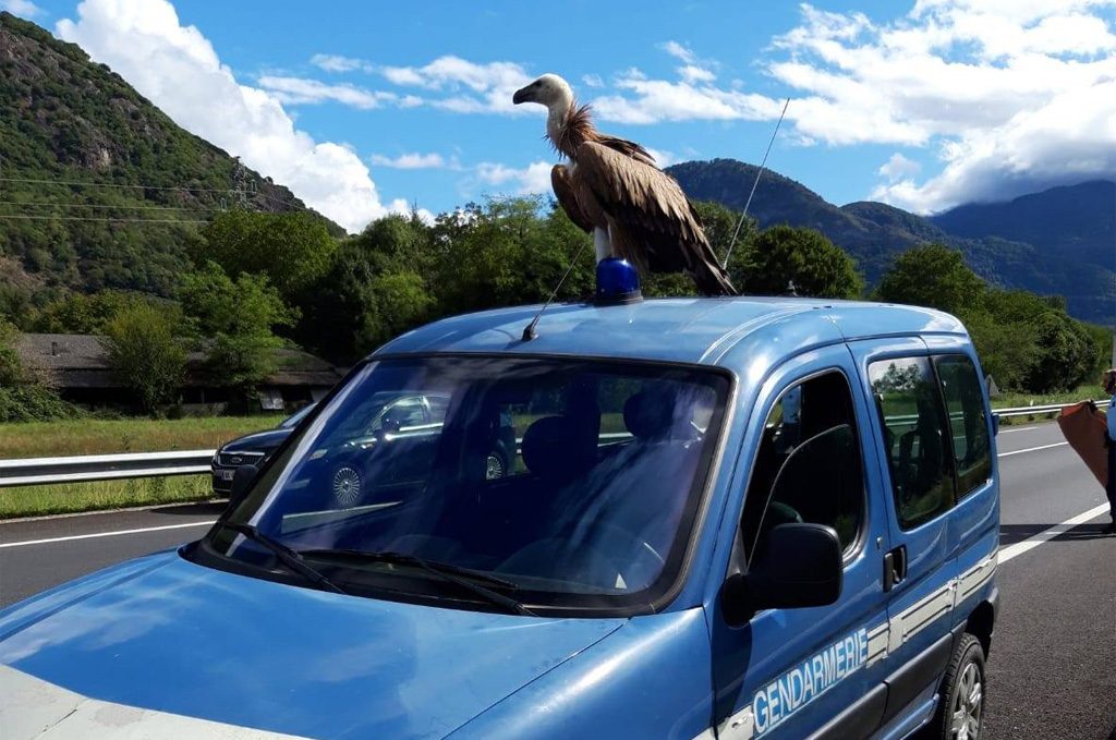 Haute-Garonne : Un vautour se pose sur la voiture des gendarmes