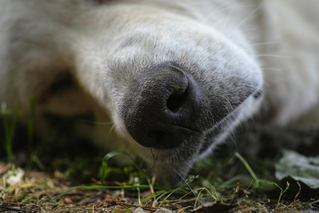 Béziers : La police traque un mystérieux empoisonneur de chiens, une dizaine d’animaux tués
