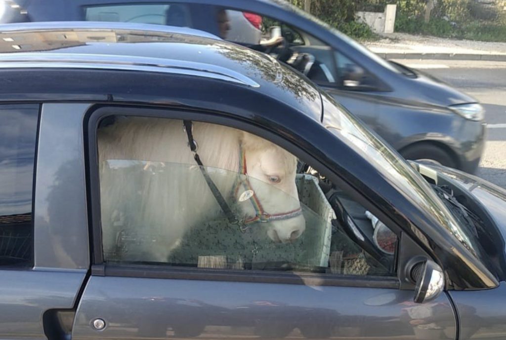 Bouches-du-Rhône : Une voiture sans permis avec un poney à bord interceptée par la police