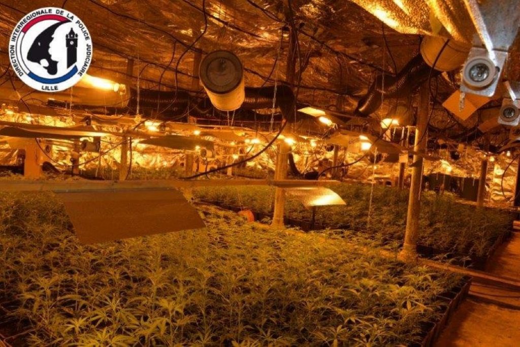 Roubaix : La police judiciaire démantèle une véritable usine à cannabis de 8 000 plants