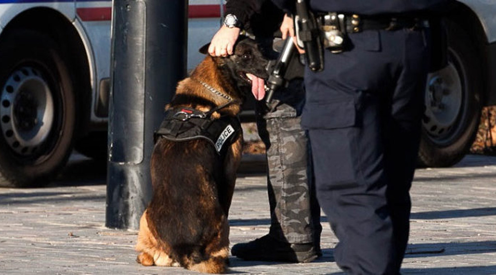 Charente-Maritime : Mordu aux parties génitales par un chien de la police, il dépose plainte