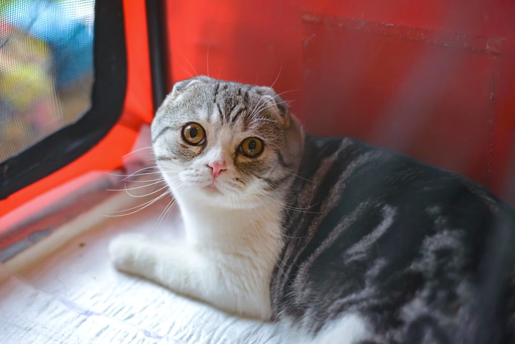 Hautes-Alpes : Les douaniers découvrent une quarantaine de chatons sans eau ni nourriture dans un véhicule