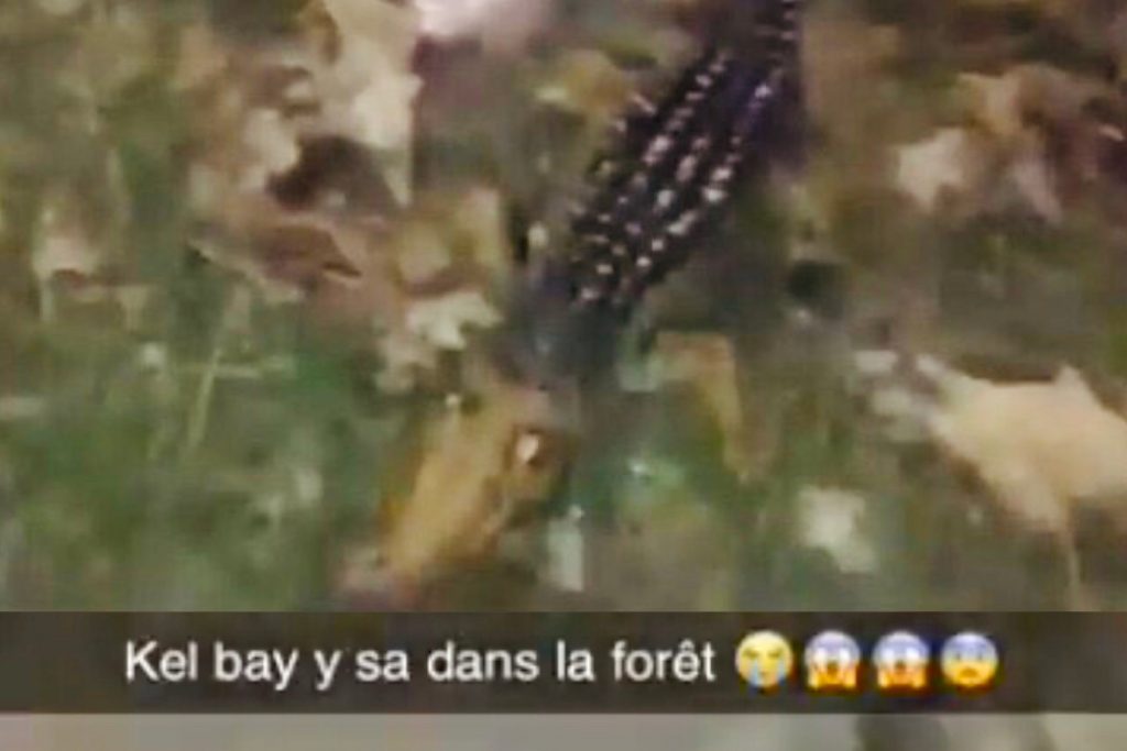 Essonne : La police recherche un crocodile à Grigny après la diffusion d’une vidéo devenue virale