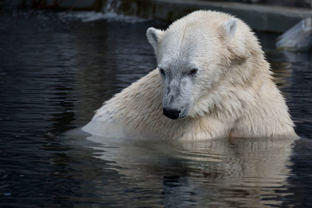 Moselle : Le cadavre d’un ours polaire du Zoo d’Amnéville tronçonné