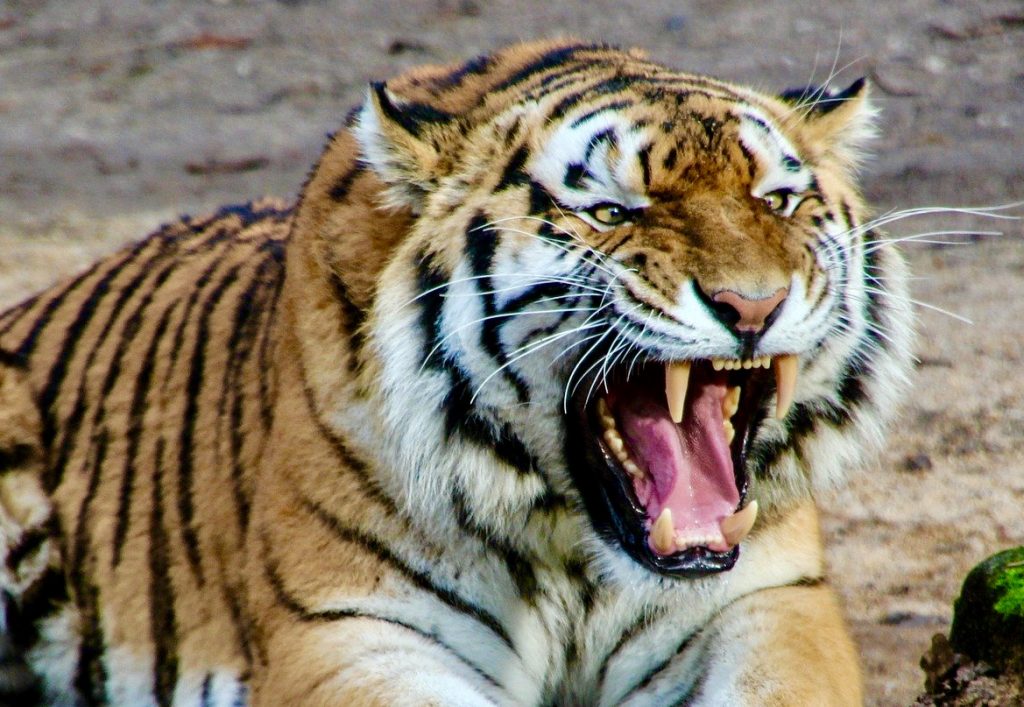 Pas-de-Calais : Un visiteur grièvement blessé au bras par le tigre d’un cirque