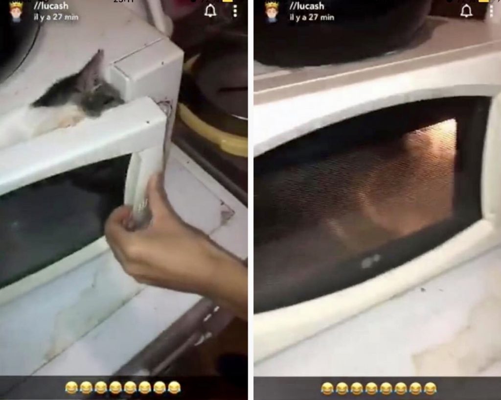 Ils se filment en train de «passer» un chat au micro-ondes et diffusent la vidéo sur Snapchat