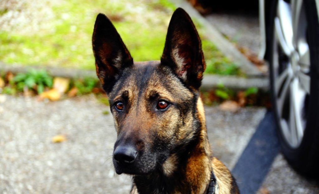 Grenoble : La brigade canine de la police adopte une chienne abandonnée