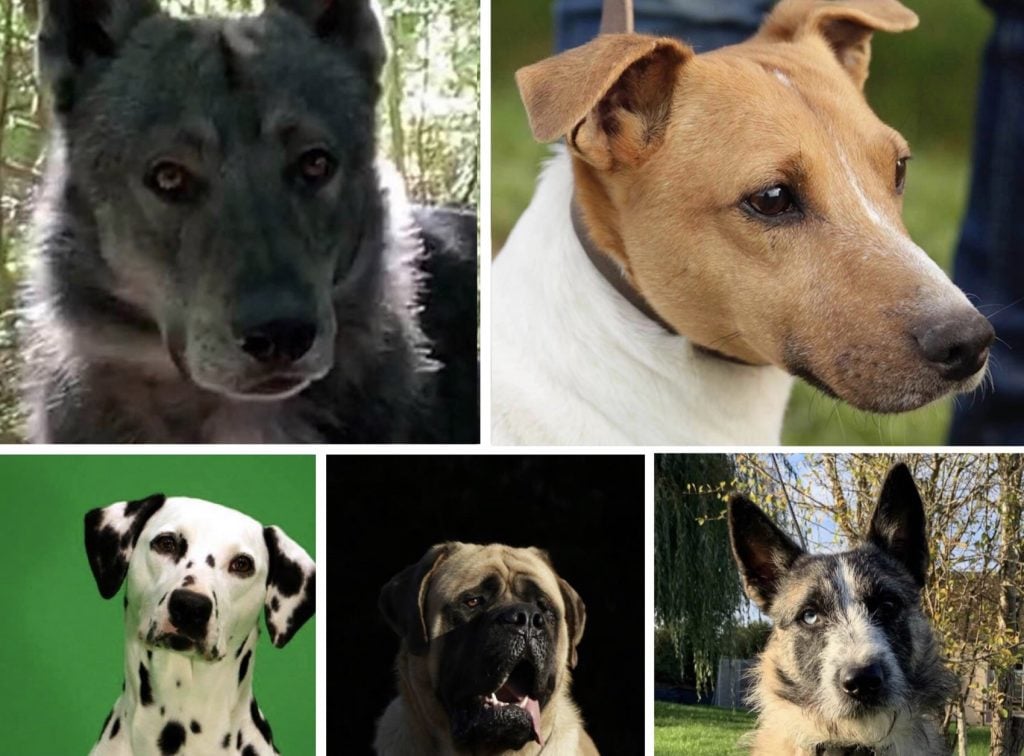 Loiret : 11 chiens vedettes de cinéma périssent dans un incendie