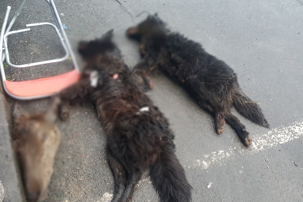 Moselle : Des cadavres de chiens maltraités découverts dans un sac poubelle d'une déchetterie