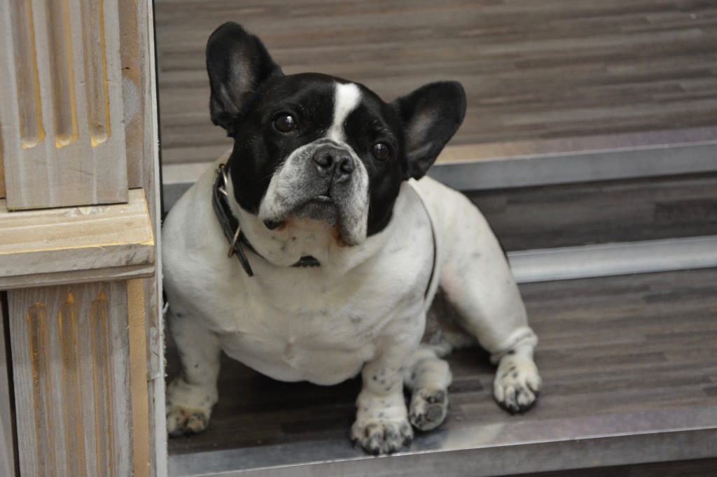 Marseille : Il tue le chien de ses voisins en le jetant du 4ème étage, 1 an de prison