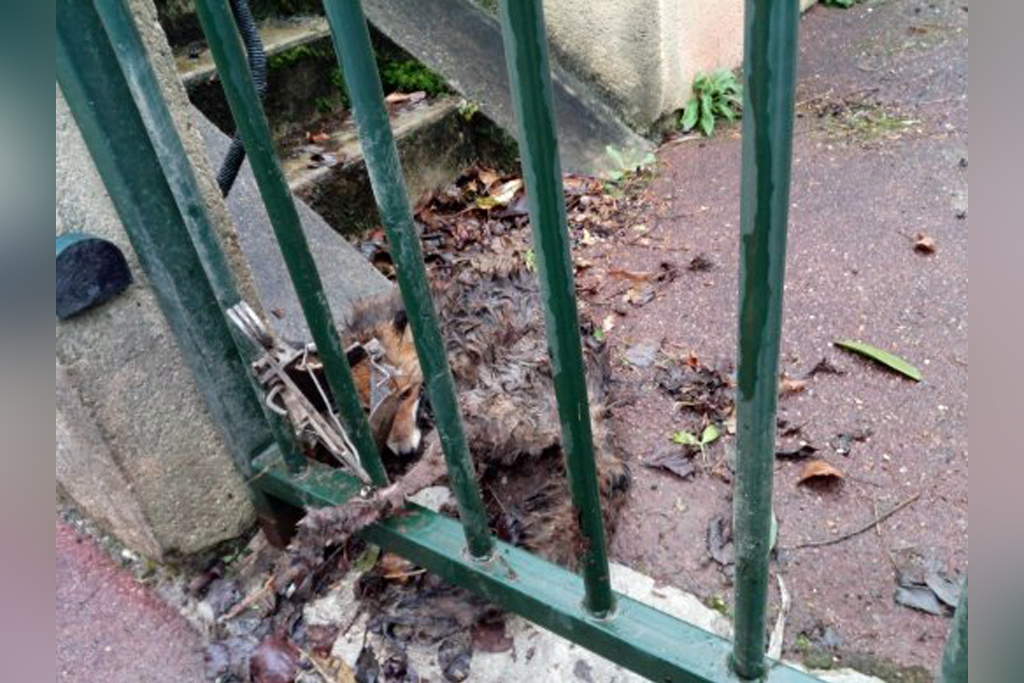 Yvelines : Les policiers sauvent un renardeau pris dans un piège à mâchoires