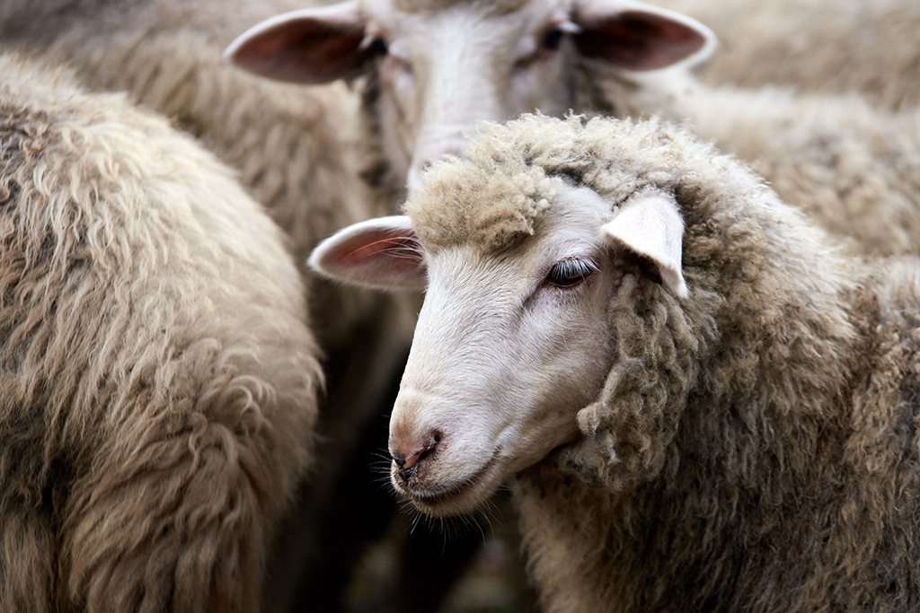 Isère : Ils assurent transporter des motos, les gendarmes découvrent 4 moutons vivants dans leur coffre