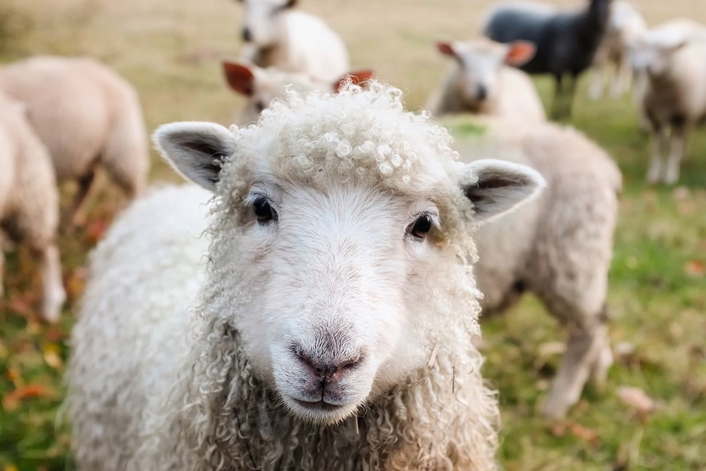 Loire-Atlantique : Des lycéens se filment en train de tuer des moutons à coups de pelle