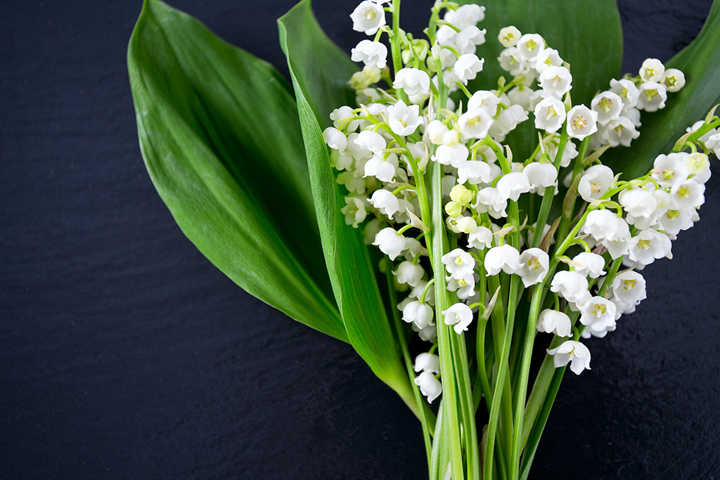 Confinement : Les fleuristes autorisés à vendre du muguet devant leurs boutiques ce 1er mai