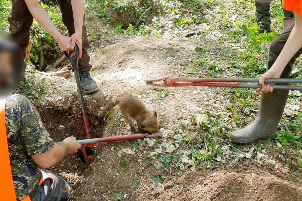 Hauts-de-France : Des chasseurs filmés alors qu'ils tuent des renardeaux avec des barres de fer devant des enfants
