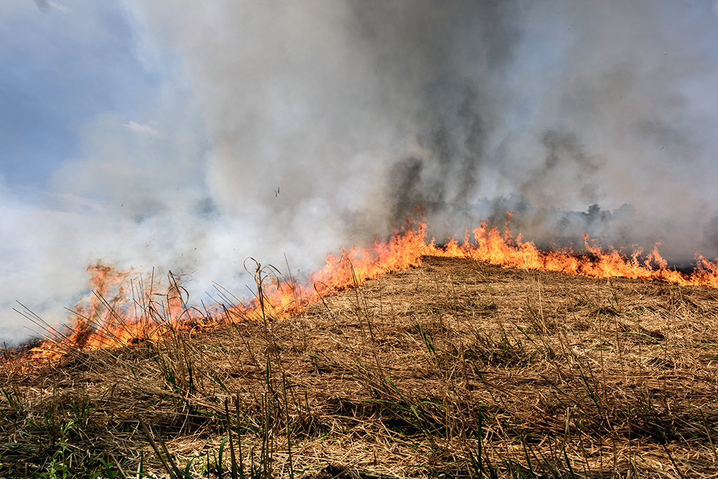 Deux-Sèvres : Il met le feu à ses excréments pour les faire disparaître, 8 hectares de cultures partent en fumée